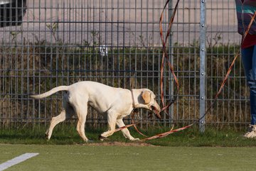 Bild 112 - D-Juniorinnen FSC Kaltenkirchen - SV Wahlstedt : Ergebnis: 3:1
